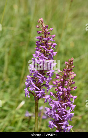 Fragrant orchid, Gymnadenia conopsea, flower spikes from plants on chalk downland in summer, Berkshire, June Stock Photo