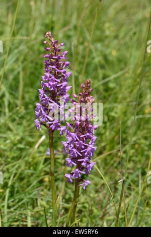 Fragrant orchid, Gymnadenia conopsea, flower spikes from plants on chalk downland in summer, Berkshire, June Stock Photo