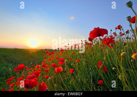 poppy field in spring time Stock Photo