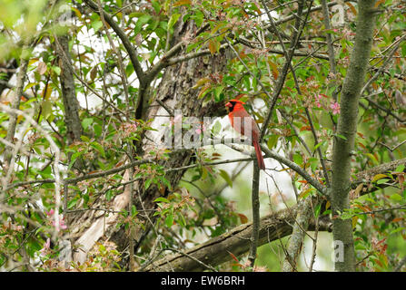 Male Cardinal sitting in spring apple tree. Stock Photo