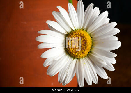 Daisy flower nature brown clay vase dark background Stock Photo