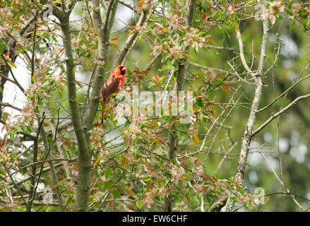 Male Cardinal sitting in spring apple tree. Stock Photo