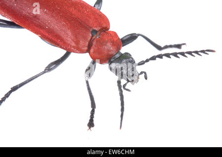 Nice detailed view of red beetle on the white background. Stock Photo