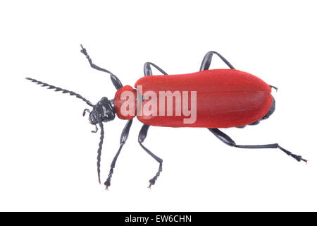Nice detailed view of red beetle on the white background. Stock Photo