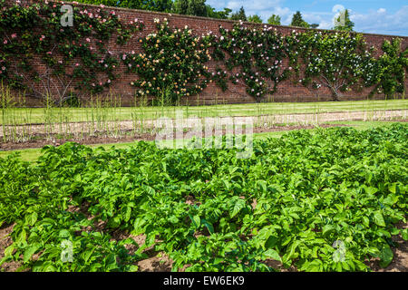 Vegetable garden with climbing roses in the walled gardens of Bowood House in Wiltshire. Stock Photo