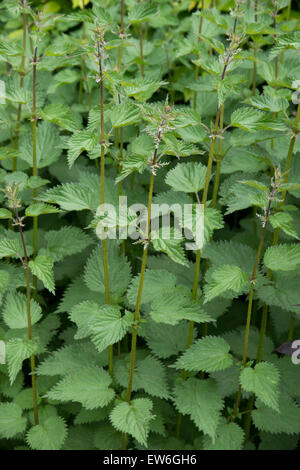 Urtica dioica. Stinging nettles in the english countryside Stock Photo