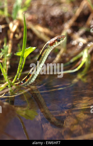 California Red-sided Gartersnake (Thamnophis sirtalis infernalis) with reflection in water Stock Photo