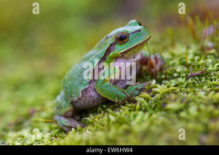 European tree frog (Hyla arborea / Rana arborea) sitting on moss Stock Photo