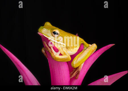Giant Tree Frog on Colorful Leaves Stock Photo