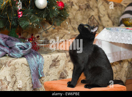 Young black cat sitting on a stool and waiting for the holiday's gift. Stock Photo