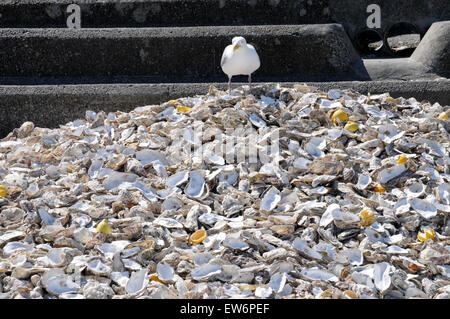 King of the midden. A herring gull sits on top of a pile of discarded oyster shells, lemons and other detritus at Cancale. Stock Photo