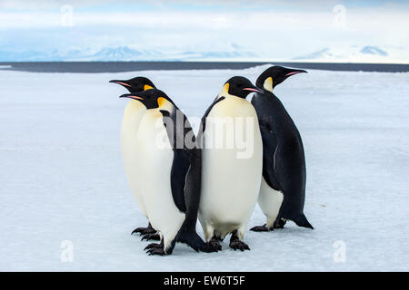 Emperor penguins near Cape Royds, Antarctica. Stock Photo