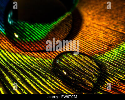 Water droplets on peacock feather in macro Stock Photo