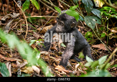 cute juvenile mountain gorilla [Gorilla beringei beringei], Bwindi Impenetrable National Park, Uganda, Africa Stock Photo