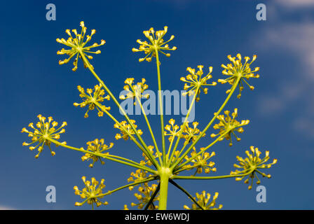 Fennel Blossom with blue sky Stock Photo