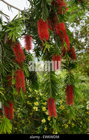 Flowers of a bottle brush tree with red stamens yellow pollen and seed capsules Arcos de le Frontera Spain Stock Photo