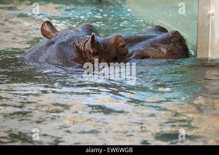 Hippopotamus (Hippopotamus amphibius) swimming in water at Prague Zoo, Czech Republic.