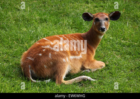 Forest sitatunga (Tragelaphus spekii gratus), also known as the forest marshbuck at Prague Zoo, Czech Republic. Stock Photo