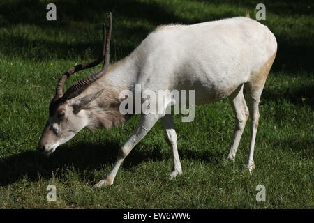 Addax (Addax nasomaculatus), also known as the white antelope and the screwhorn antelope at Prague Zoo, Czech Republic. Stock Photo