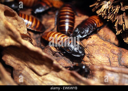 Madagascar hissing cockroach (Gromphadorhina portentosa), also known as the Madagascan giant cockroach at Prague Zoo, Czech Repu Stock Photo
