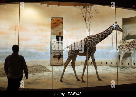 Visitor looks at the Rothschild's giraffe (Giraffa camelopardalis rothschildi) at Prague Zoo, Czech Republic.