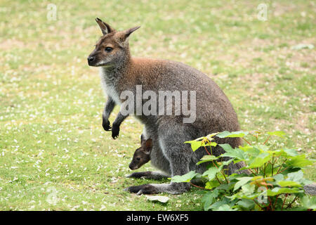 Swamp wallaby (Wallabia bicolor), also known as the black wallaby at Prague Zoo, Czech Republic. Stock Photo