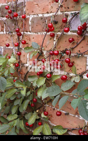 Close-up of espaliered cherries growing on a brick wall Stock Photo