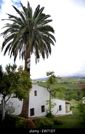 Tall palm tree beside traditional white Spanish villa in the country Stock Photo