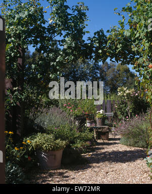 Lavender on either side of gravel path in French country garden Stock Photo
