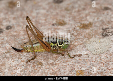 Roesel's bush cricket, Roesels Beißschrecke, Rösels Beißschrecke, Roesels Beissschrecke, Weibchen, Metrioptera roeselii Stock Photo