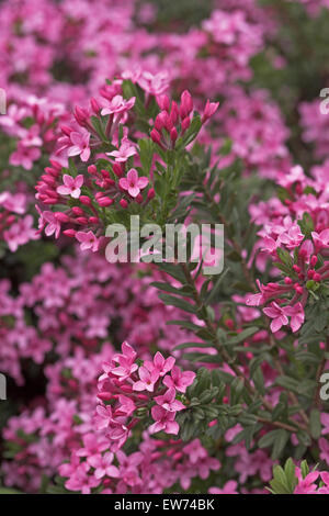 Garland Flower, Rose Daphne, Rosmarin-Seidelbast, Rosmarinseidelbast,  Heideröschen, Daphne cneorum, Petite Thymélée Stock Photo