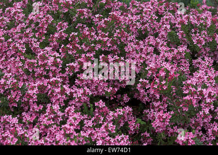 Garland Flower, Rose Daphne, Rosmarin-Seidelbast, Rosmarinseidelbast,  Heideröschen, Daphne cneorum, Petite Thymélée Stock Photo