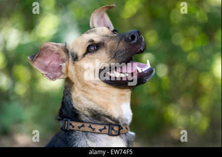 Happy dog is laughing looking up outdoors. Stock Photo