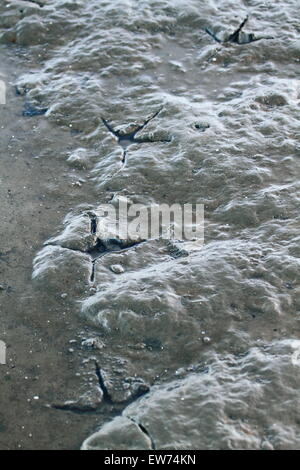 Wading bird tracks and footprints in the mudflats of Pumicestone Passage at Banksia Beach, Bribie Island, Queensland, Australia. Stock Photo