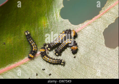 Young Emperor gum moth caterpillars Stock Photo