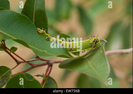 Emperor gum moth caterpillar feeding on gum tree Stock Photo