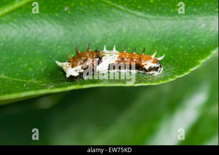 Orchard swallowtail caterpillar resembling bird dropping Stock Photo