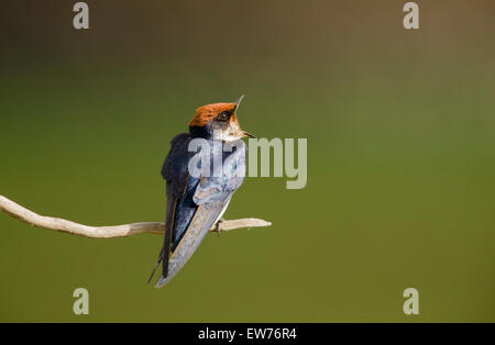 Wire-tailed Swift Kruger National Park South Africa Stock Photo - Alamy