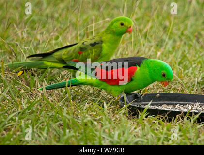 Spectacular male and female red-winged parrots Aprosmictus erythropterus, Australian native birds at bird feeding tray in urban garden Stock Photo