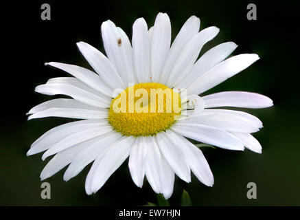 A Daisy Closeup macro shot out in the wild. Stock Photo