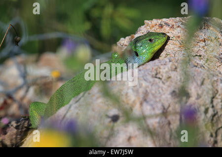 Balkan Green Lizard (Lacerta trilineata) Stock Photo