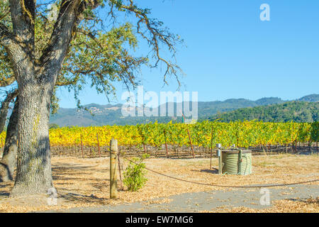 Oak tree and vineyard in fall, Napa County California Stock Photo