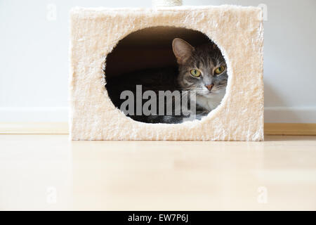 cat in box shaped hideaway Stock Photo