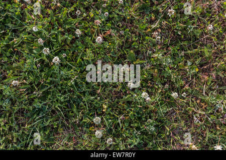 White Shamrock Textured Background Green Closeup Texture Grass Stock Photo