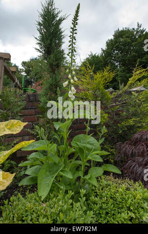 White Foxglove Digitalis  just coming into flower Stock Photo