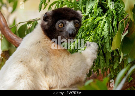 Crowned sifaka (Propithecus coronatus) in Madagascar Stock Photo