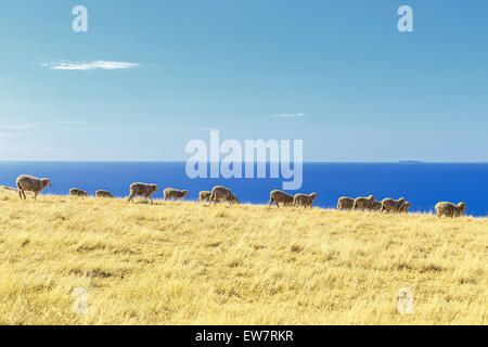 Sheep in a field, Kangaroo Island, Australia Stock Photo
