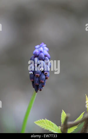 Armenian Grape Hyacinth (Muscari armeniacum) Stock Photo