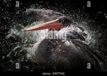 Pelican bird flapping its wings and splashing about in water Stock Photo