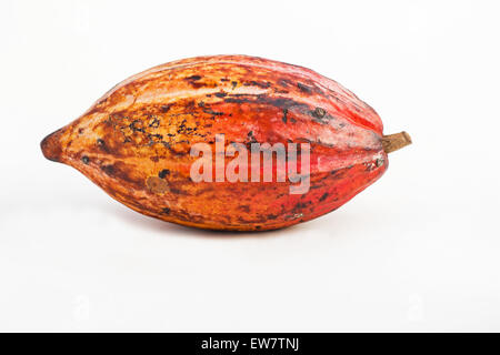 Cocoa pod on white background Stock Photo